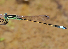Rambur's Forktail